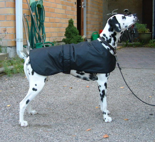 DIY Dog Raincoat
 35 DIY Dog Coats