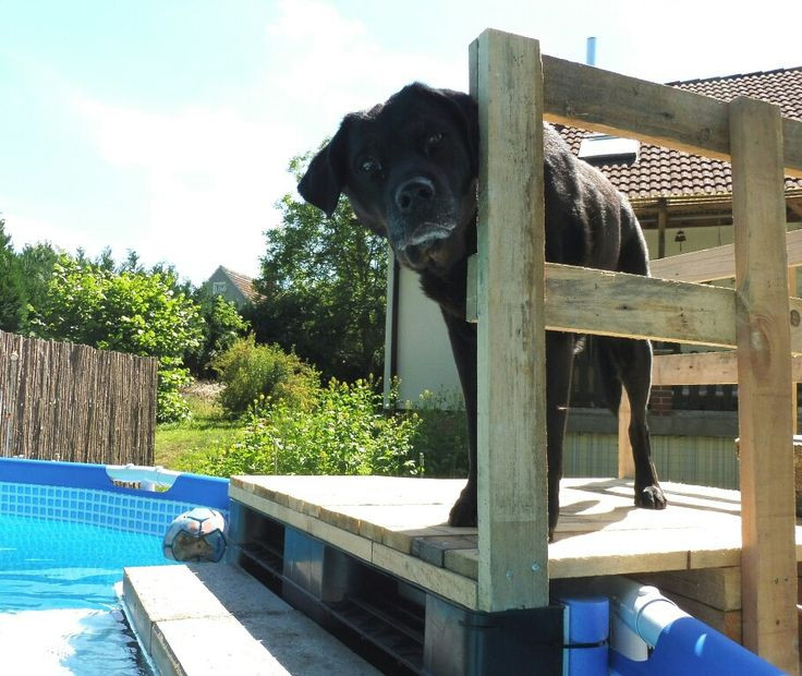DIY Dog Ramp For Above Ground Pool
 13 best Into the Swimming Pool 2017 images on Pinterest