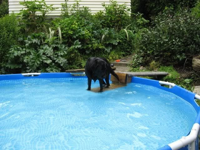 DIY Dog Ramp For Above Ground Pool
 17 Best images about Dog Shower on Pinterest