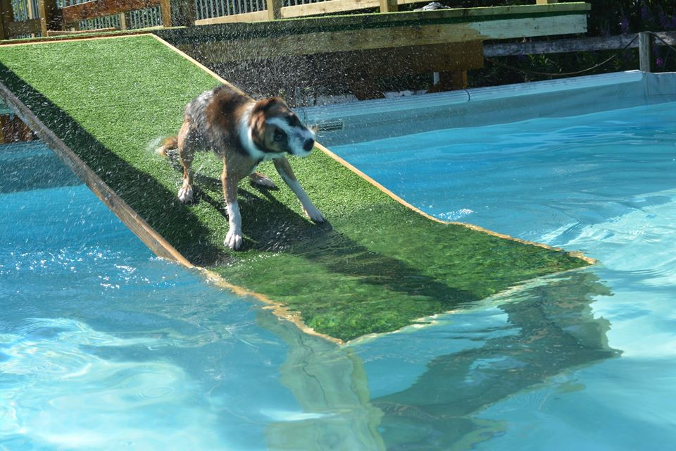DIY Dog Ramp For Above Ground Pool
 Best Dog Pool Ramp Reviews 2019