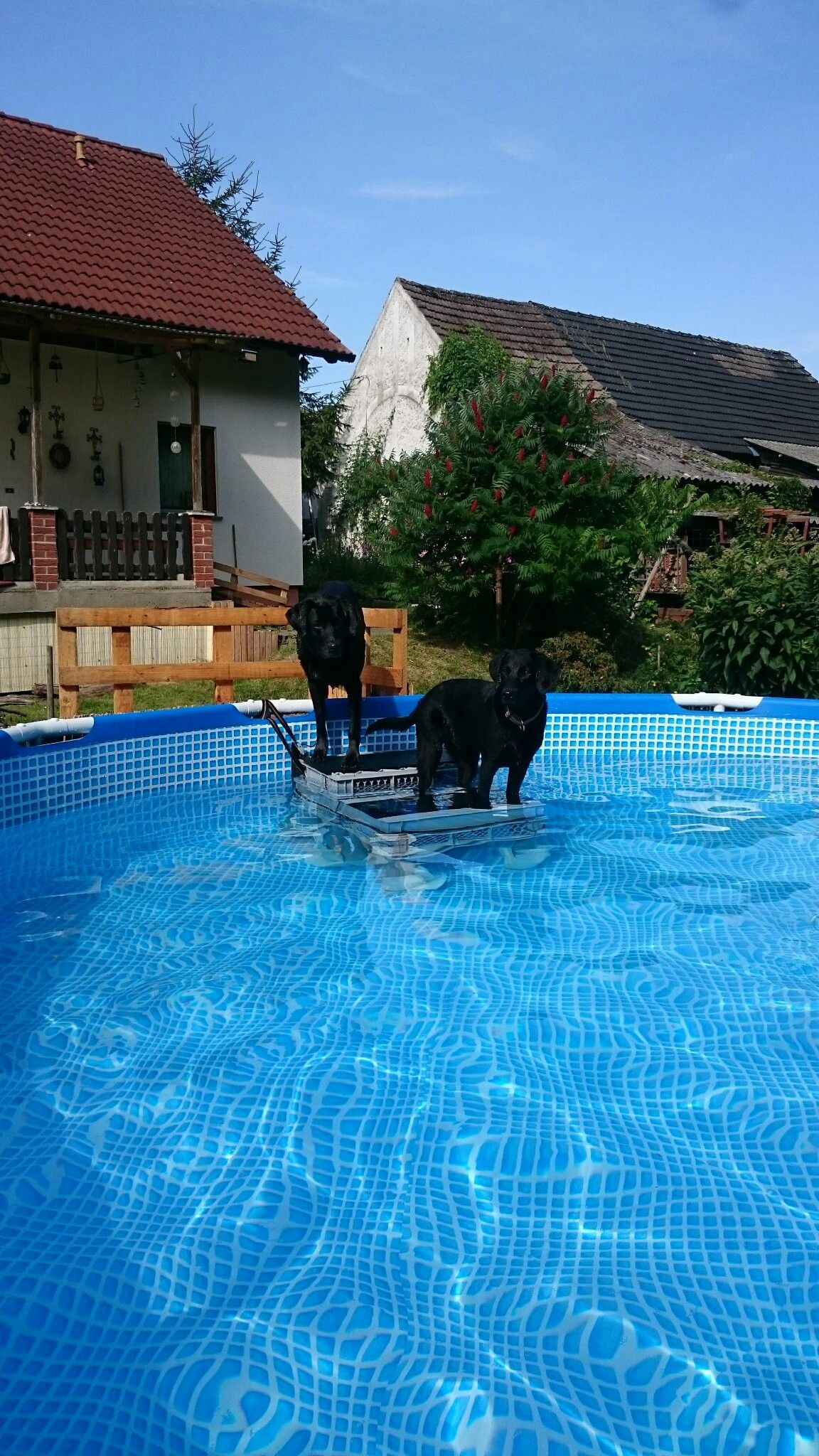 DIY Dog Ramp For Above Ground Pool
 DIY Swimming Pool Dog stairs Dog ramp