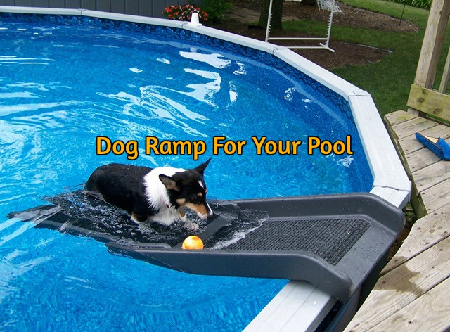 DIY Dog Ramp For Above Ground Pool
 Best Dog Ramp for Car or SUV 2018