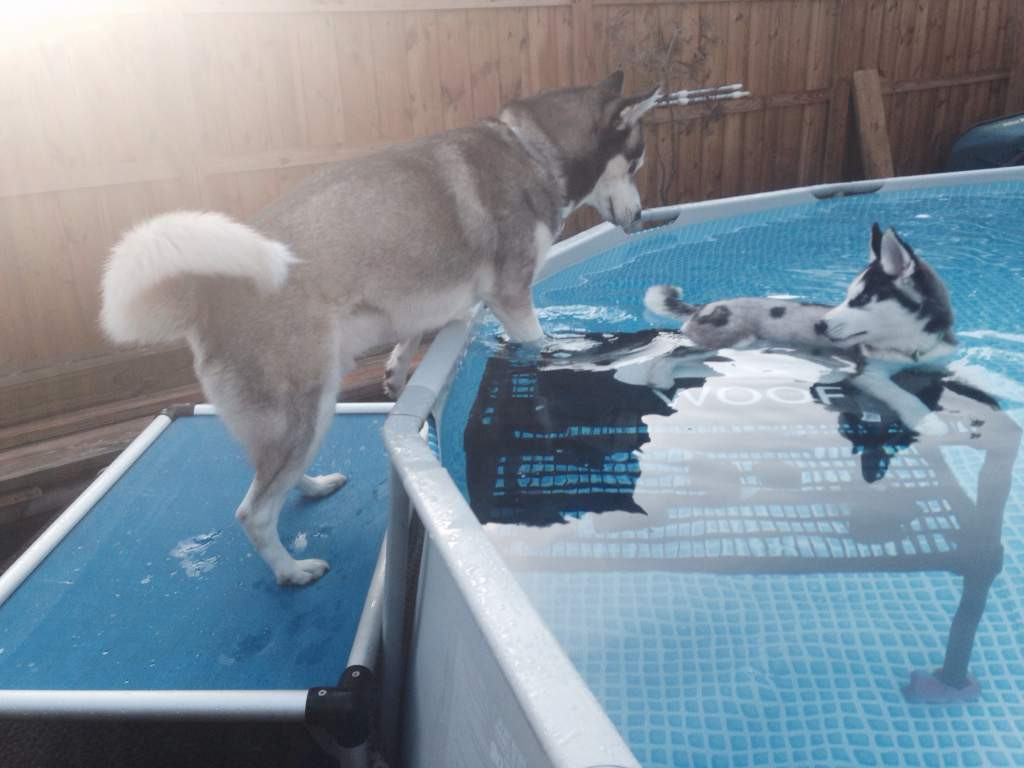DIY Dog Ramp For Above Ground Pool
 Renovate My Ranch Pool Start To Finish
