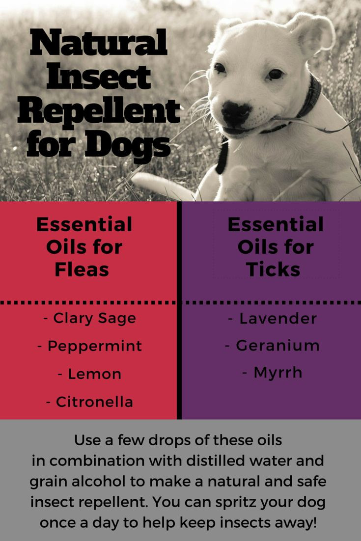 DIY Dog Repellent
 25 best ideas about Flea repellant on Pinterest