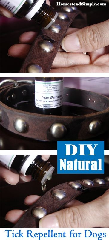 DIY Dog Repellent
 DIY Naturals – Tick repellent for Dogs rose geranium