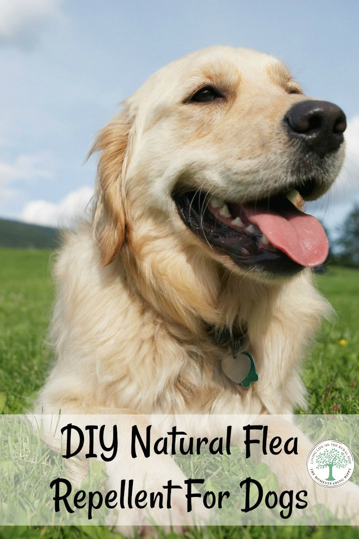 DIY Dog Repellent
 DIY Natural Flea Repellent For Dogs Why You Need This