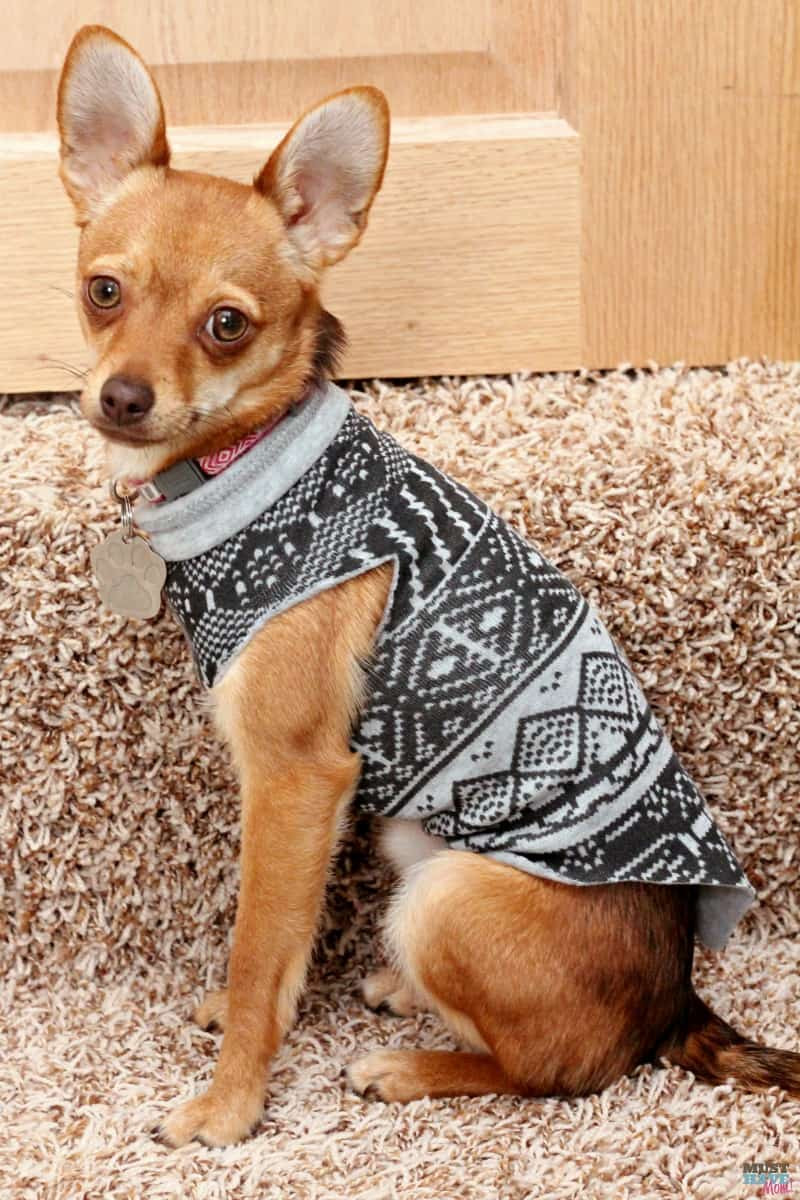 DIY Dog Sweaters
 Make A DIY Dog Sweater From A Sweatshirt Doggie Travel