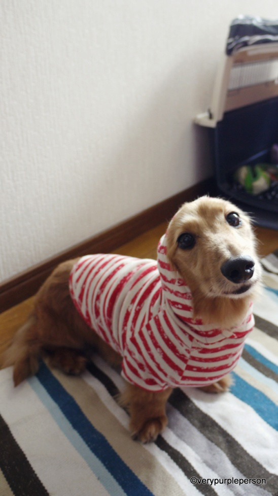 DIY Dog Sweaters
 35 DIY Dog Coats