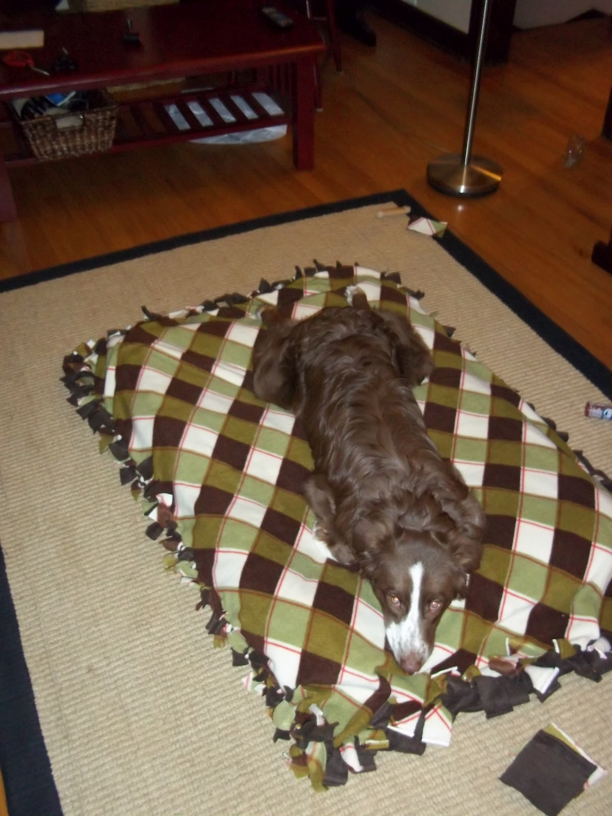 DIY For Dogs
 Our Big Blue House Homemade Dog Bed