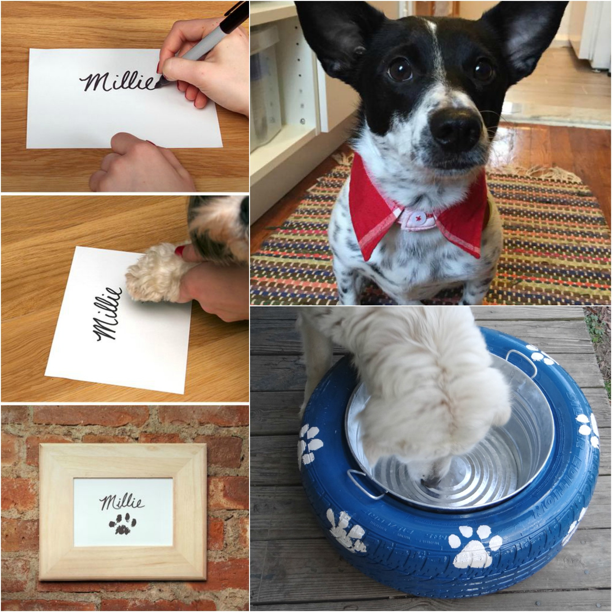 DIY For Dogs
 10 DIY Projects for Dog Lovers The Realistic Mama