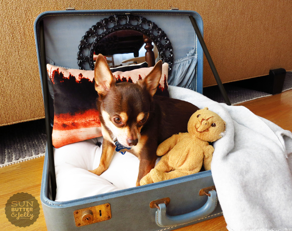 DIY For Dogs
 DIY Vintage Suitcase Dog Bed