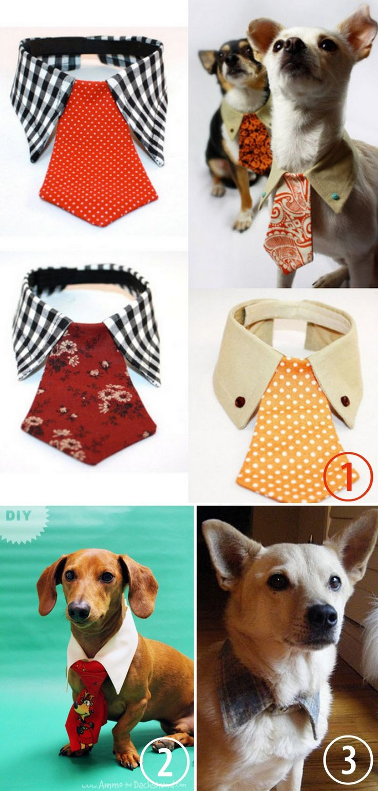 DIY For Dogs
 DIY or Buy Dog Tie and Collar For more pet DIY t
