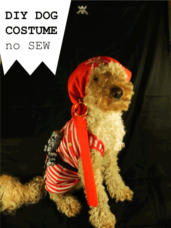 DIY Halloween Costume For Dogs
 DIY dog costume – No sew – luigi & me