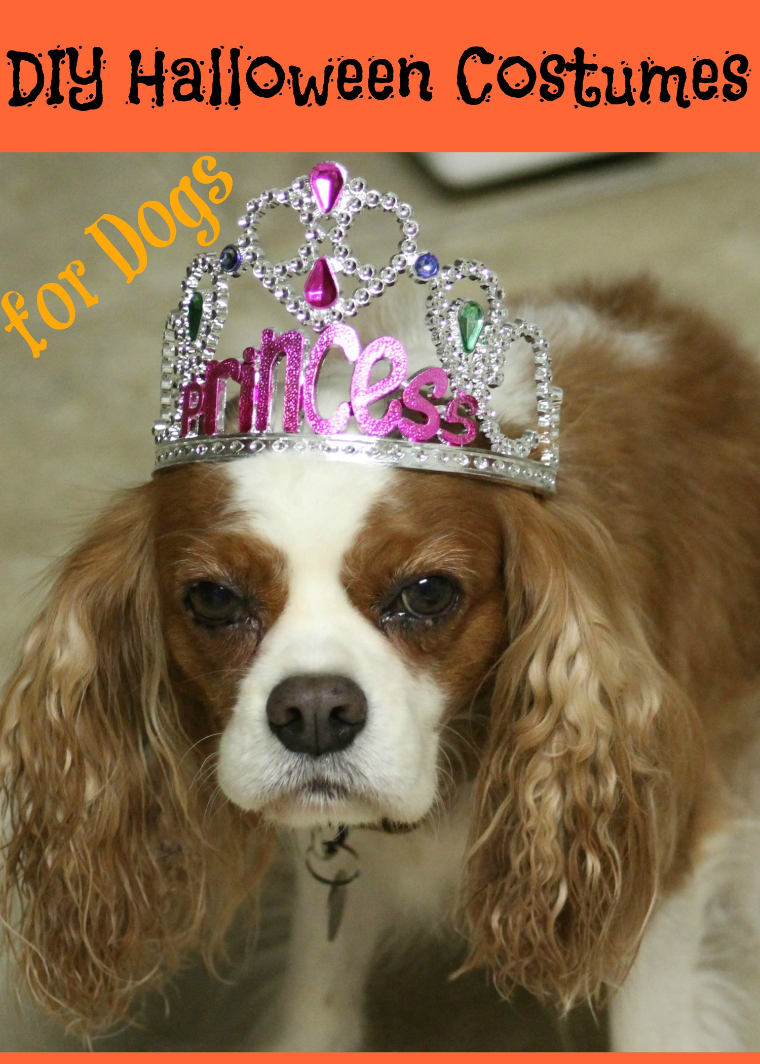 DIY Halloween Costume For Dogs
 5 DIY Halloween Costumes for Dogs