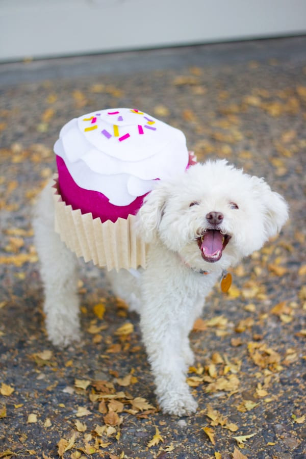 DIY Halloween Costume For Dogs
 Pet Halloween Costume Cupcake