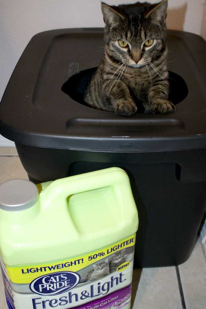DIY Mess Free Cat Litter Box
 DIY Mess Free Cat Litter Box Mom Luck
