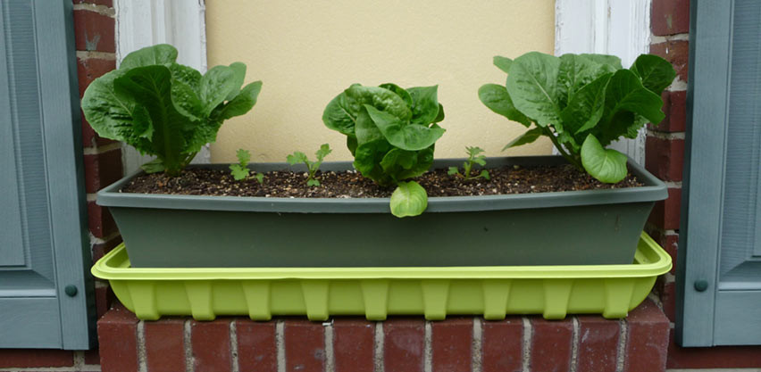 DIY Self Watering Planter Box
 Gardening in Self Watering Planters & Containers