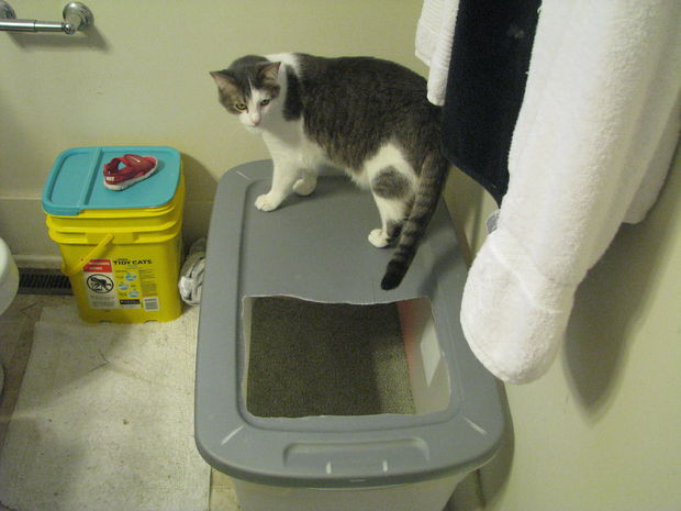 DIY Top Entry Litter Box
 I can make that "Top Entry Litterbox" All