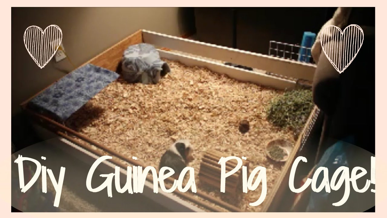 DIY Wooden Guinea Pig Cage
 DIY Guinea Pig cage How I built my new cage
