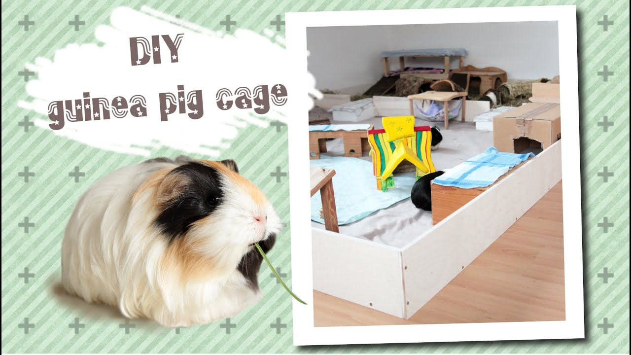 DIY Wooden Guinea Pig Cage
 DIY new guinea pig cage