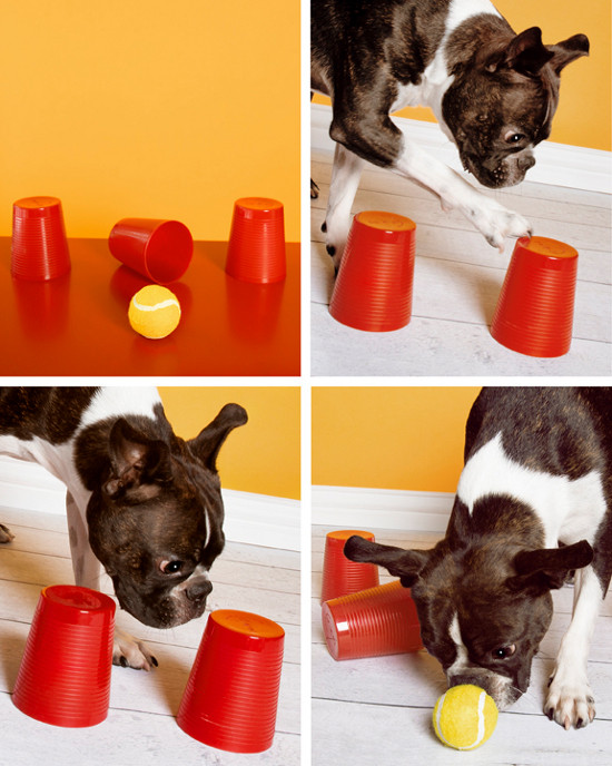 Dog Brain Games DIY
 DIY DOG TOY DIY THINKING DOG GAME – Pawsh Magazine