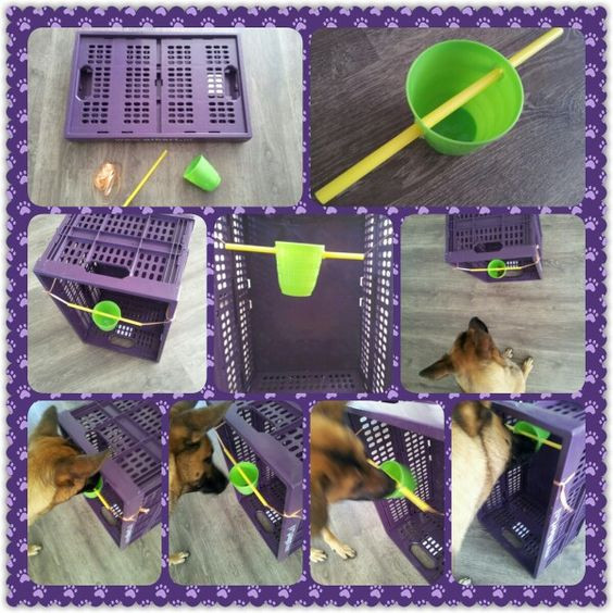 Dog Brain Games DIY
 Dog games Game and Dogs on Pinterest