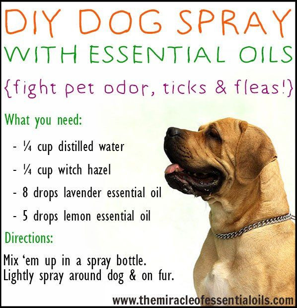 Dog Repellent Spray DIY
 DIY Essential Oil Dog Spray