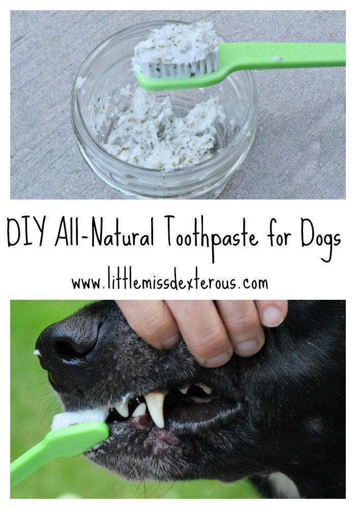 Dog Toothpaste DIY
 DIY All Natural Toothpaste for Dogs