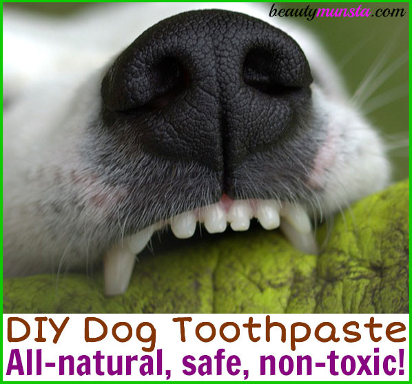 Dog Toothpaste DIY
 DIY Dog Toothpaste with Safe Essential Oils beautymunsta