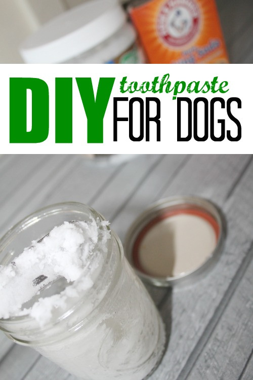 Dog Toothpaste DIY
 DIY Toothpaste for Dogs