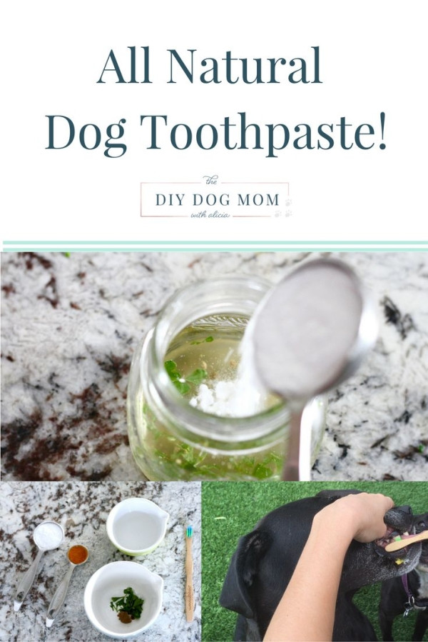 Dog Toothpaste DIY
 Dog toothpaste recipe organic dog toothpaste