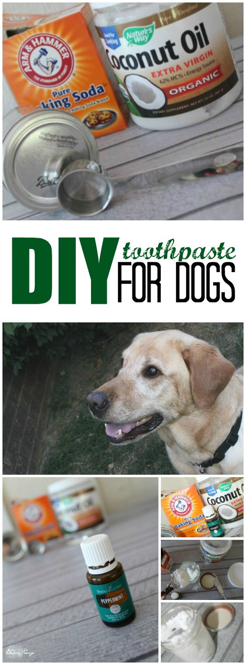 Dog Toothpaste DIY
 DIY Toothpaste for Dogs