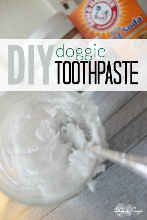 Dog Toothpaste DIY
 DIY Toothpaste for Dogs Recipe Pet Care