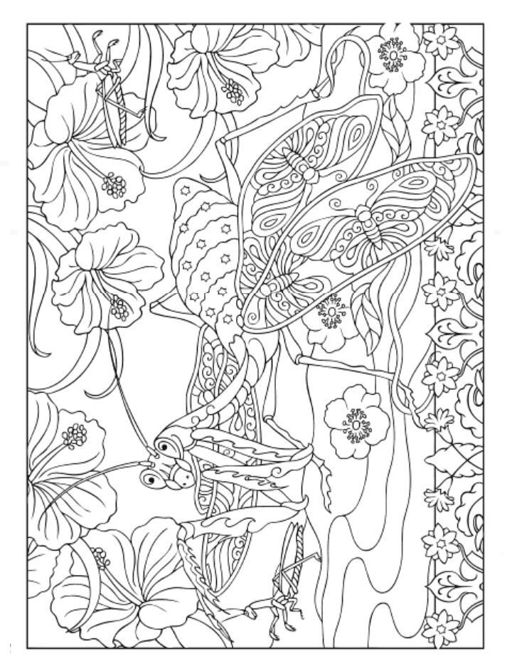 Dover Adult Coloring Books
 556 best images about Coloring on Pinterest