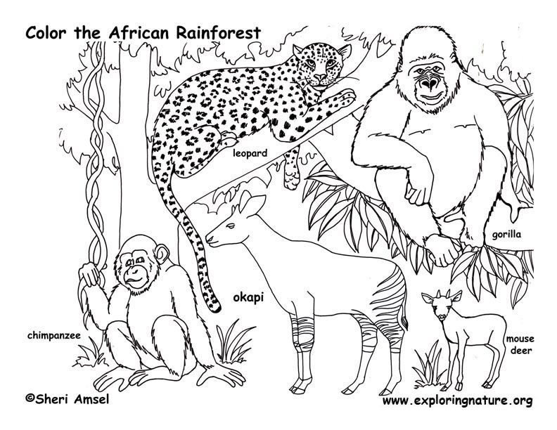 Forest Animal Coloring Pages
 Rainforest for kids and teachers