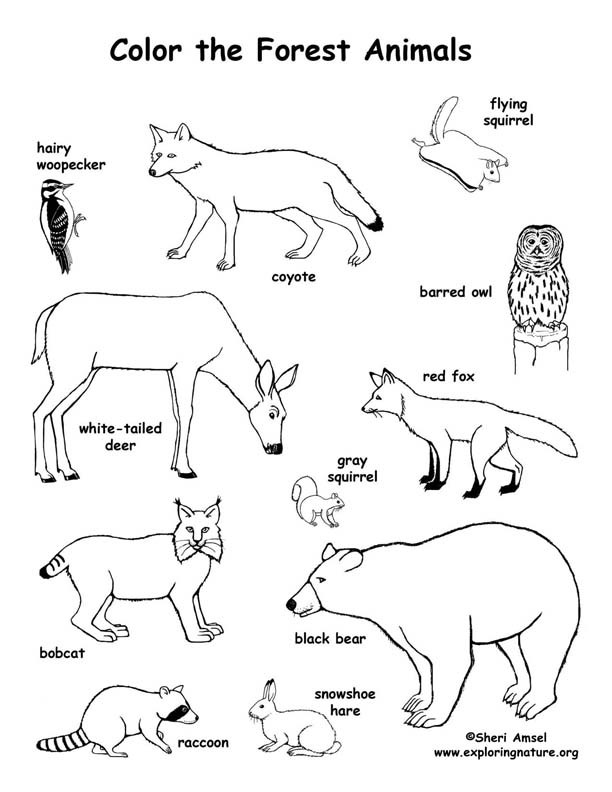 Forest Animal Coloring Pages
 Forest Animals Coloring Page Exploring Nature