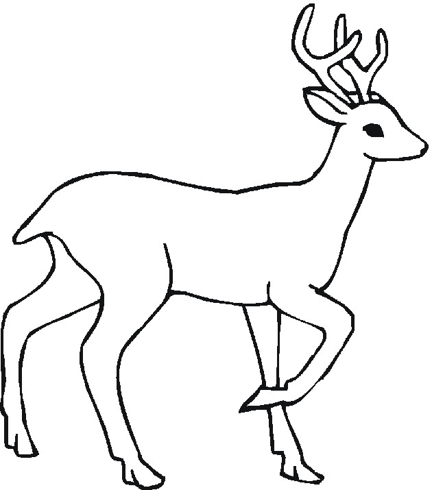 Forest Animal Coloring Pages
 Forest Animals Drawing at GetDrawings