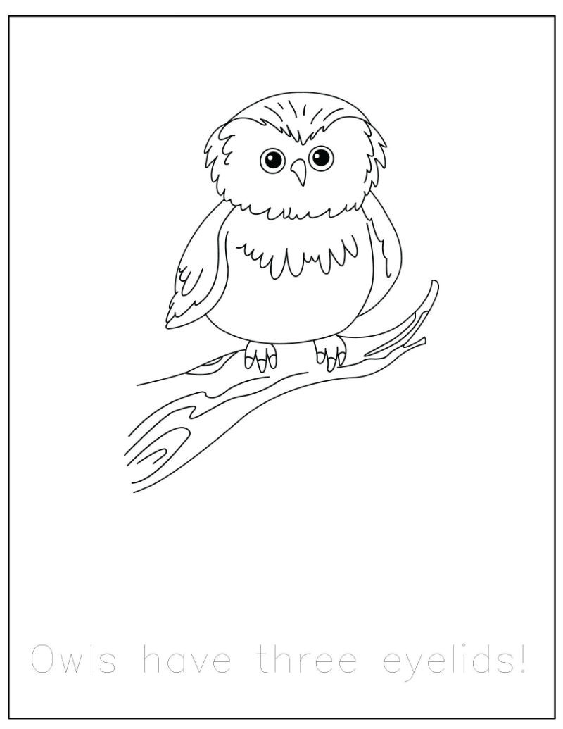 Forest Animal Coloring Pages
 FREE Forest Animals Coloring Pages with Traceable Fun