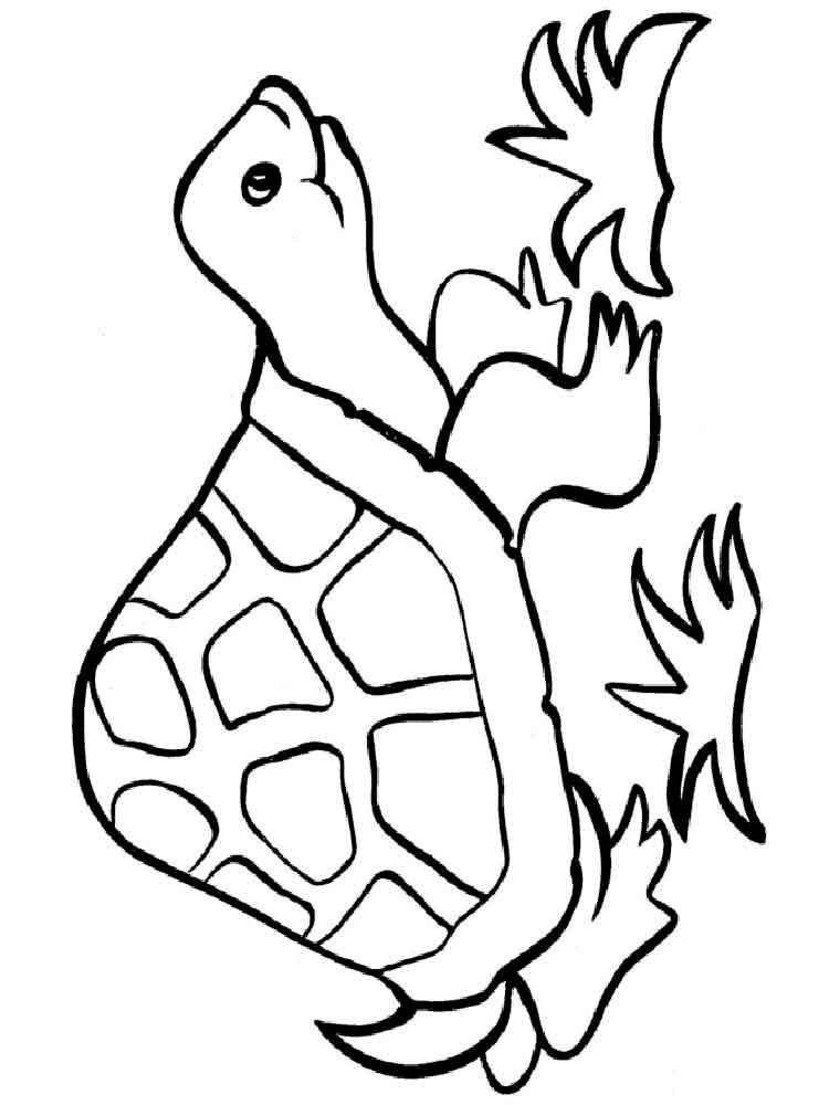 Free Coloring Pages For Boys Turtle
 Turtles coloring pages Download and print turtles