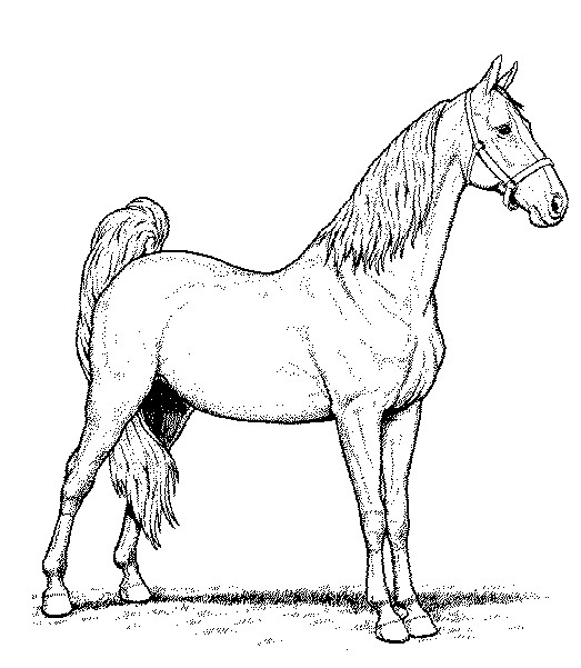 Free Printable Realistic Horse Coloring Pages
 Realistic Coloring Pages Horses