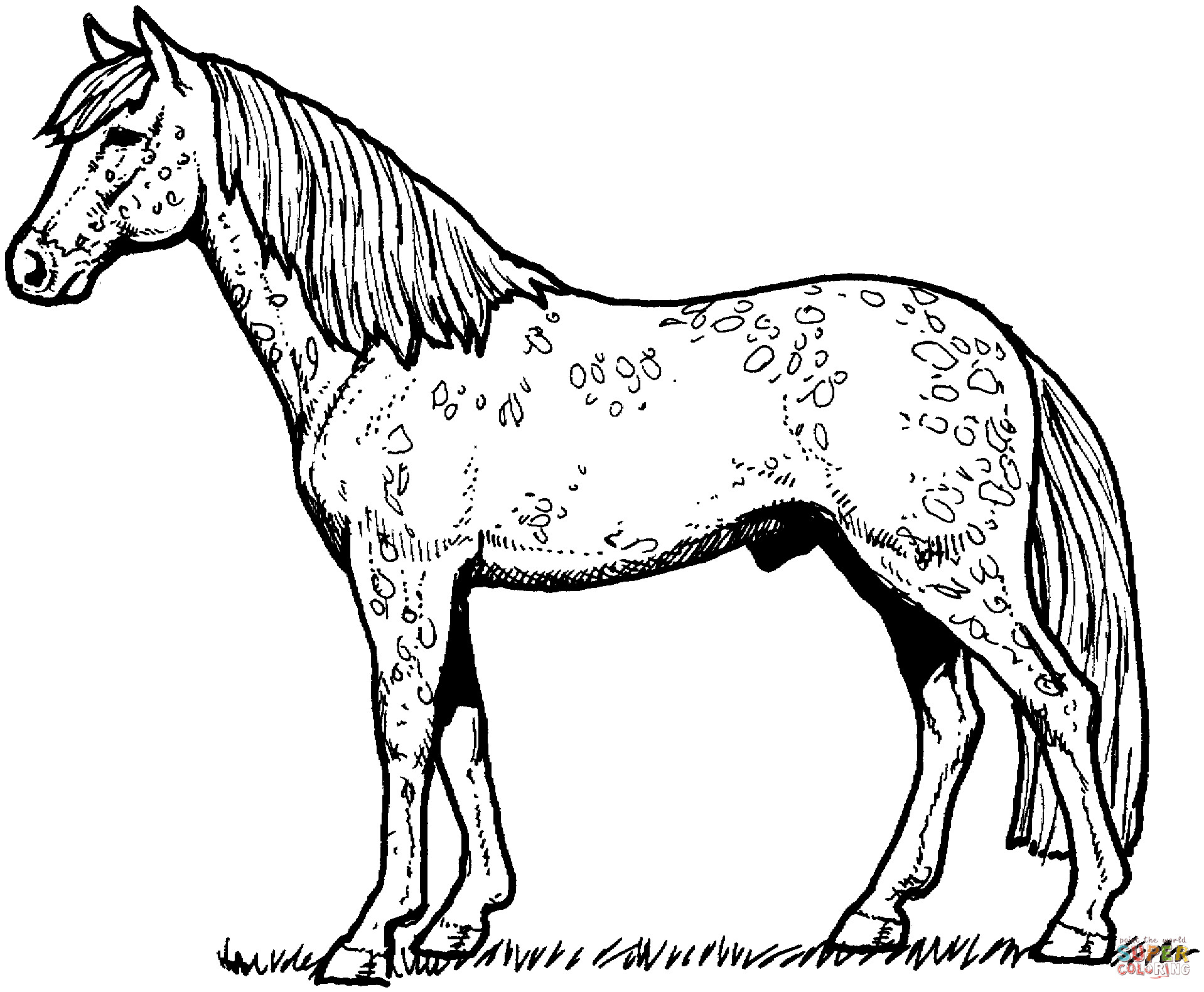 Free Printable Realistic Horse Coloring Pages
 Appaloosa Horse coloring page
