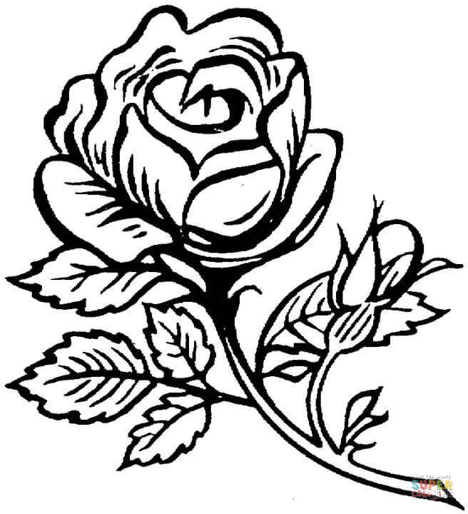 Free Printable Rose Coloring Pages
 Beautiful big rose coloring page