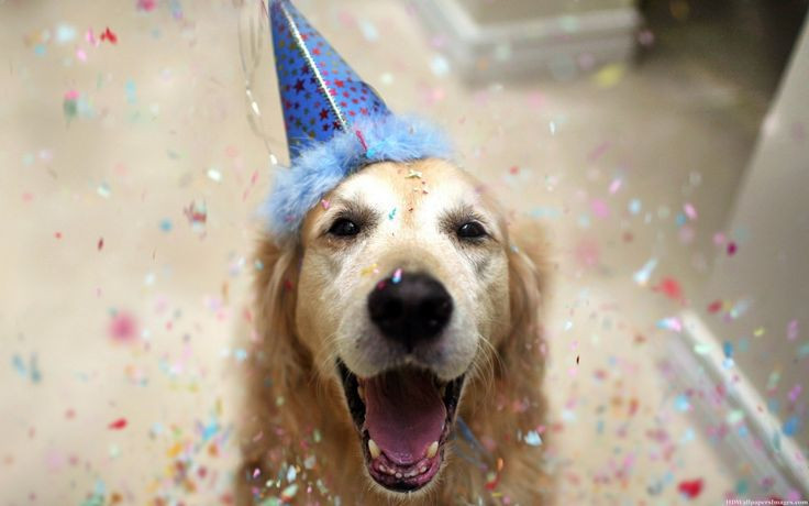 Funny Animal Birthday
 Happy Birthday Dog event birthday Pinterest