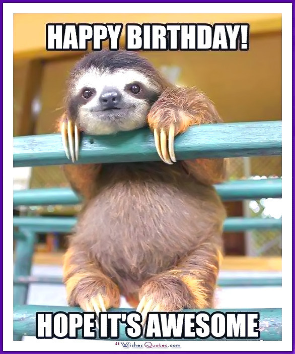 Funny Animal Birthday
 Happy Birthday Memes with Funny Cats Dogs and Cute Animals