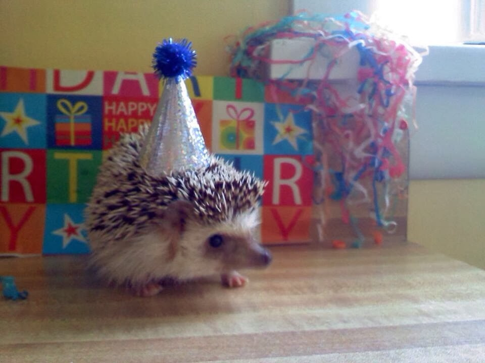 Funny Animal Birthday
 Funny animals of the week 13 December 2013 40 pics