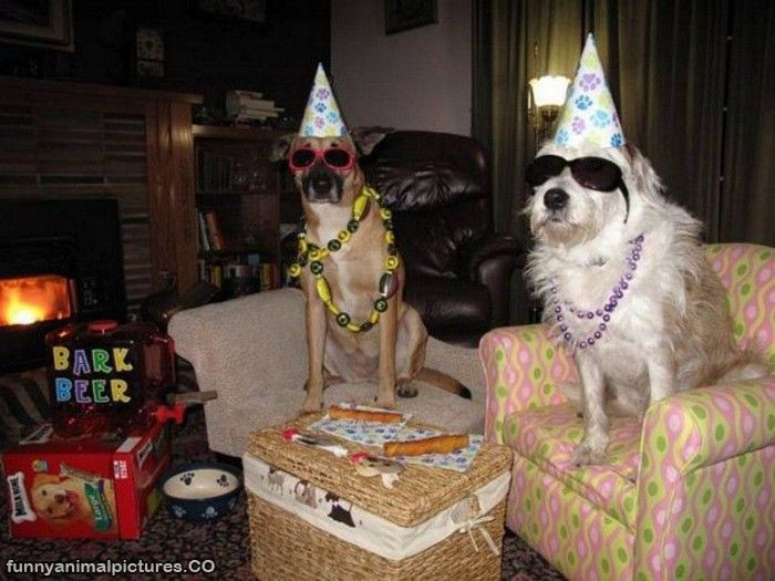 Funny Animal Birthday
 funny pictures funny animal birthday pictures