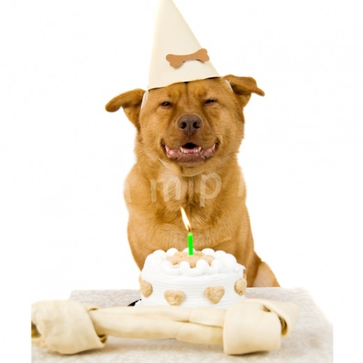 Funny Animal Birthday
 funny pictures funny animal birthday pictures