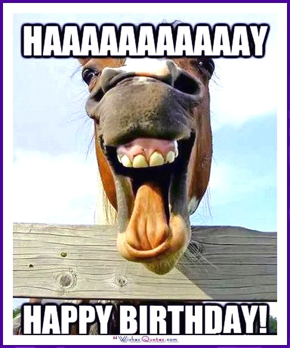 Funny Animal Birthday
 Happy Birthday Memes with Funny Cats Dogs and Cute Animals