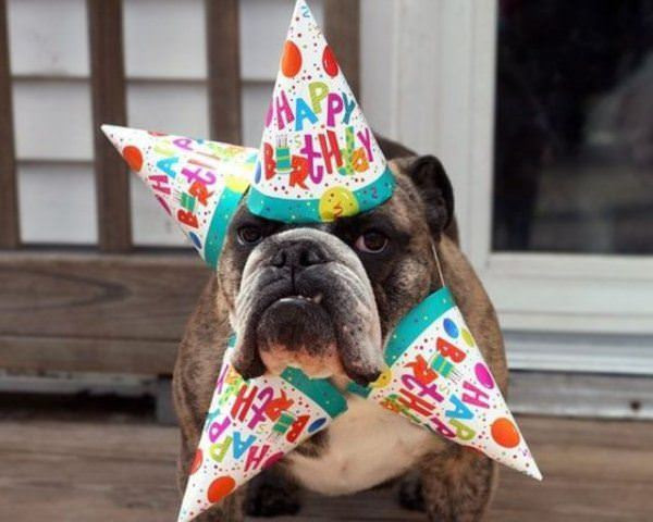 Funny Animal Birthday
 Funny funny birthday pictures