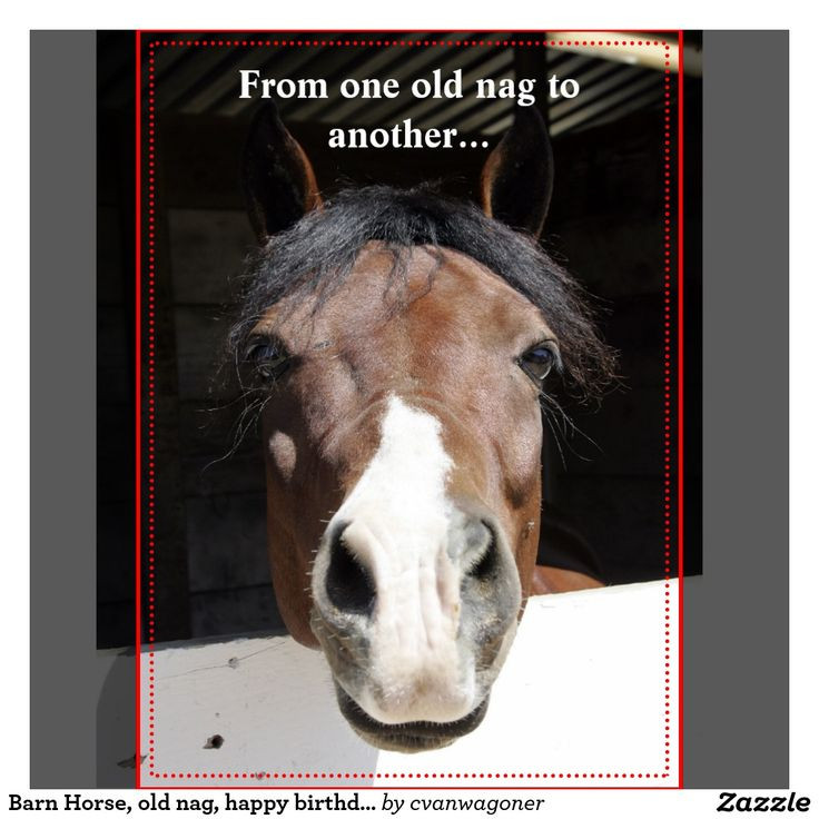 Funny Birthday Wishes For Horse Lovers
 95 best images about Horse Birthday Quotes on Pinterest